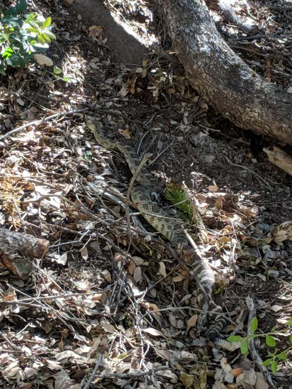 Trail Rattlesnake