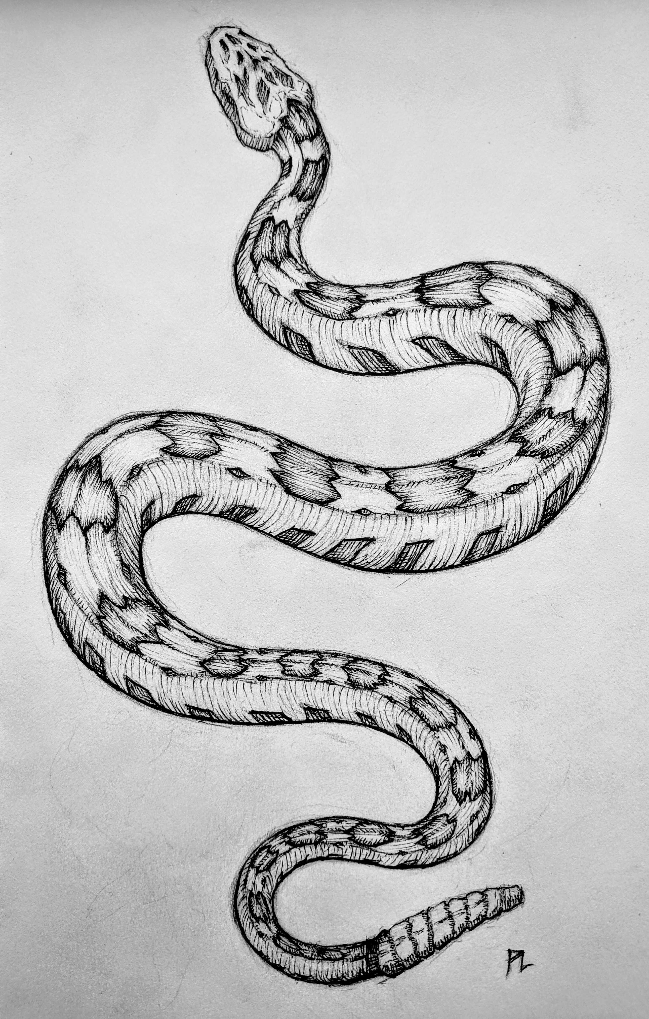 Coiled Rattlesnake Drawing Stock Illustrations RoyaltyFree Vector  Graphics  Clip Art  iStock